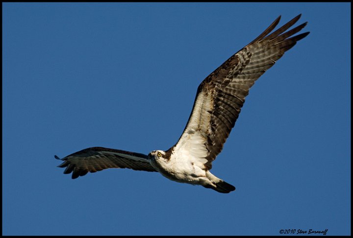 _0SB8904 osprey.jpg